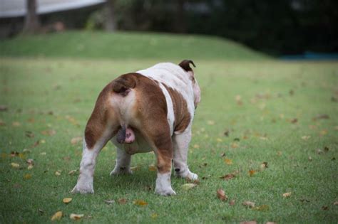 犬 ちんこ 赤い|犬の勃起や赤チンの対処法とは？発情期についても詳しく解説！…